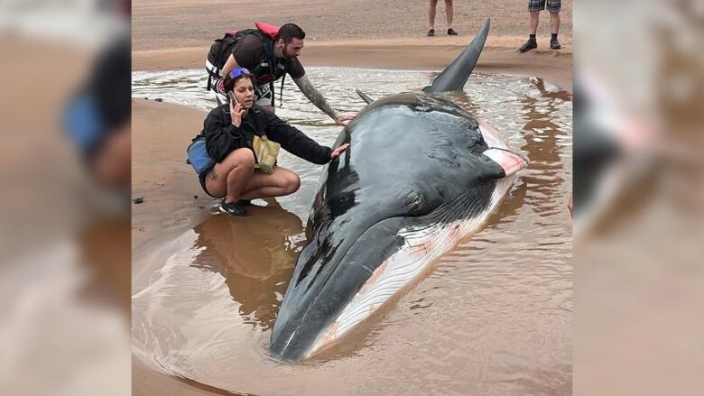 A large whale lies in a shallow puddle of water on a beach. Two people are crouched beside the whale, one holding a cell phone to their ear.