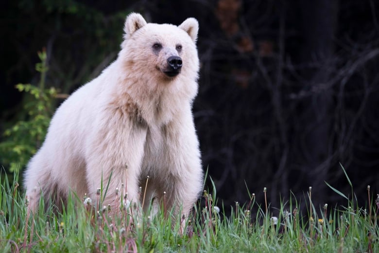 A bear with a white coat is pictured.