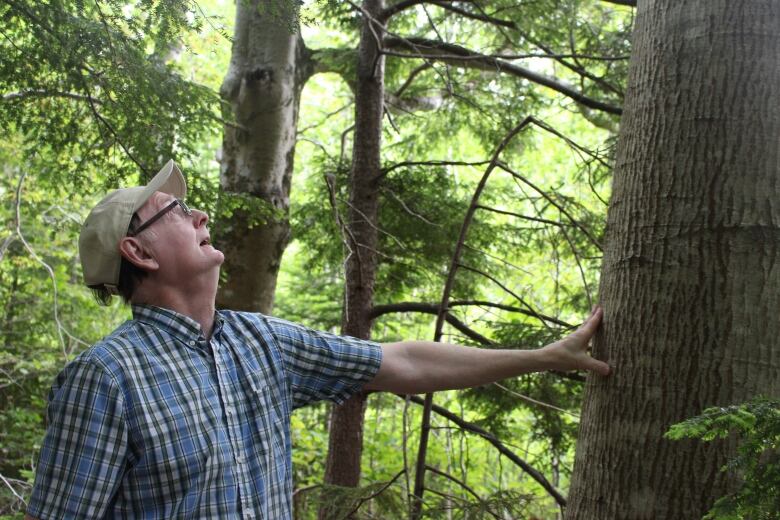 Ron Cousins inspects an oak tree on his woodlot, which Cousins says is one of the trees that would have to be cut if the route for the connector road is not changed.