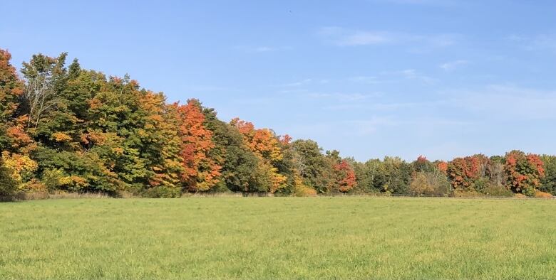 A row of trees on a sunny day. The sky is blue and some of the trees are turning slightly red.