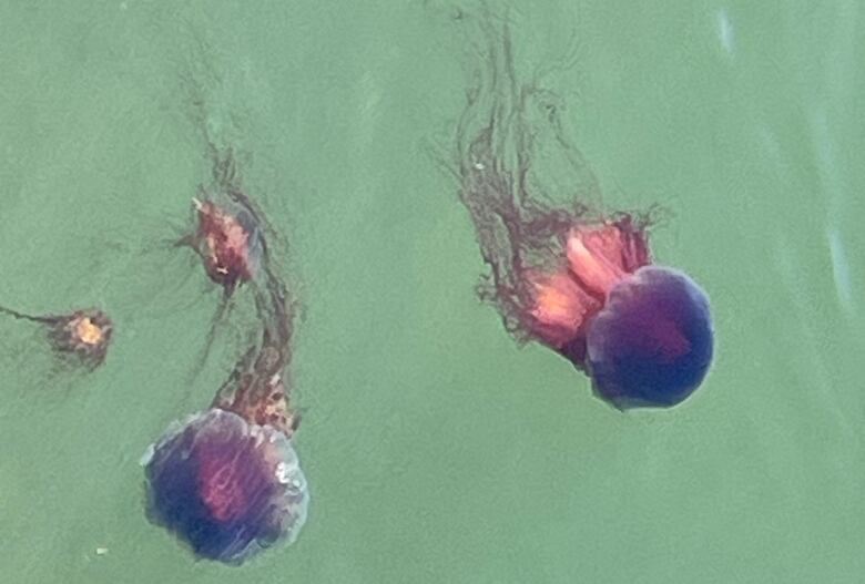 Four purple jellyfish in green water. They have long red tentacles. 