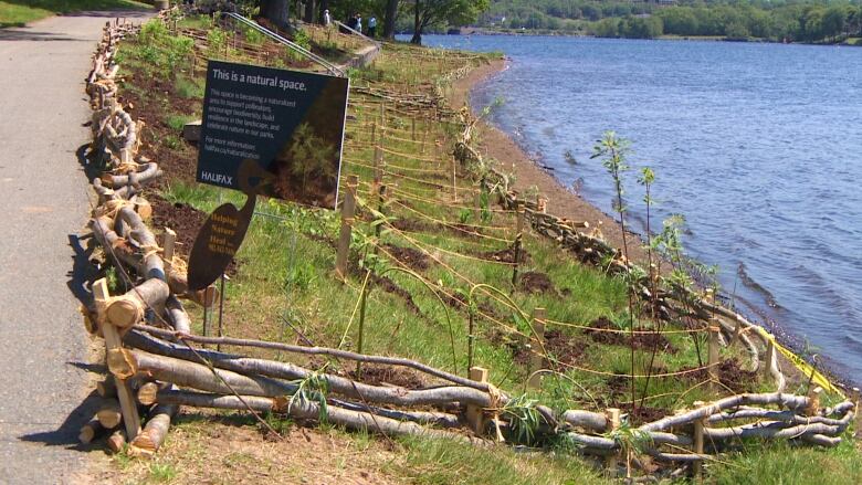 A living shoreline at Lake Banook is shown. Fencing to protect the perimeter of the site is made up of alder trees that are woven.