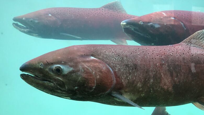 A closeup of a group of three salmon showing their red-tinged scales swimming in blue water. 