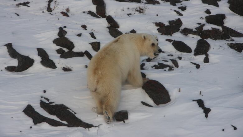 A bear that appears to be a light brown colour, with dark spots around her eyes and a darker brown stripe running down her back