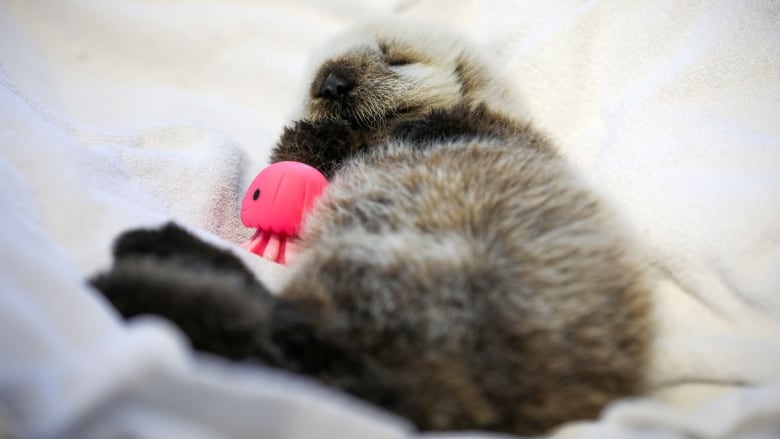 A baby sea otter lies on white bedding in a crib.