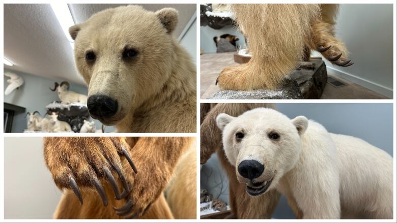 A collage of photos: two bear faces, and two sets of paws and claws.