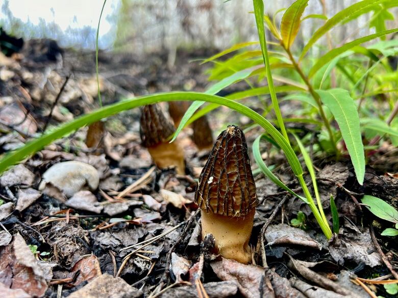 morel mushrooms and a blade of grass