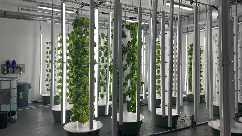 Leafy greens sprout from white, glowing towers inside a white room.