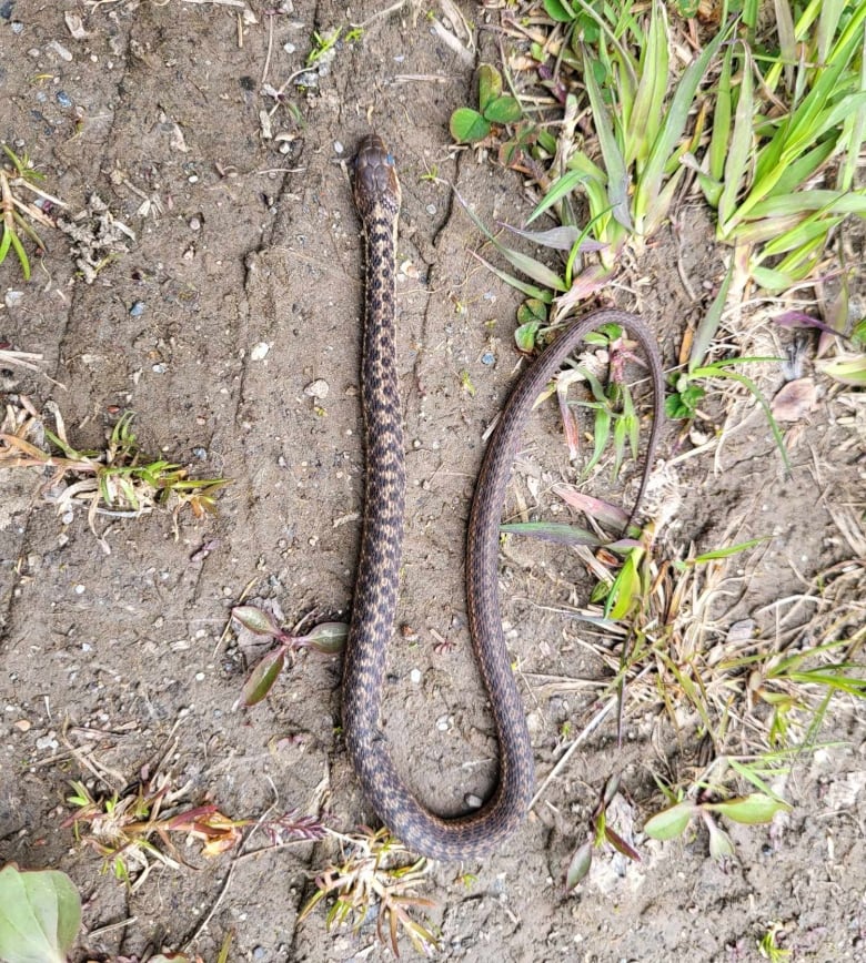 A snake on the ground.