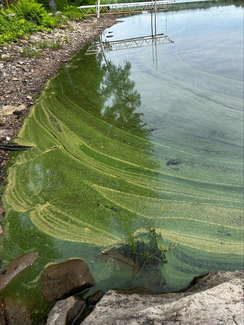 Algae seen in a lake