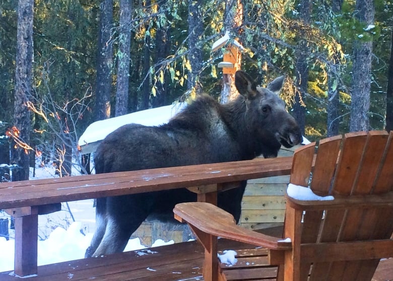 A moose stands beside a deck and looks toward the camera.