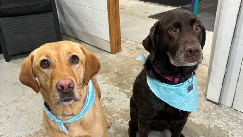 Two dogs wearing neckerchiefs.