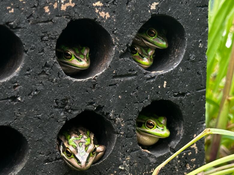 Green and golden bell frogs sit in a painted masonry brick, designed to help them warm their bodies and fight off a fungal infection. 