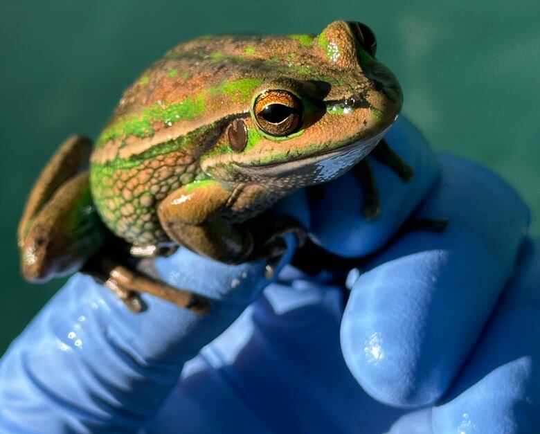 A green and golden bell frog sits on a gloved hand. June 21, 2024. 