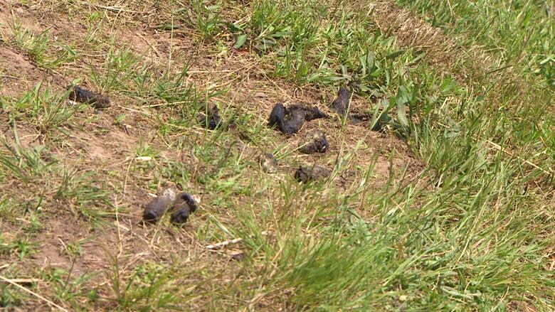 Some bird poop is shown at Lake Banook's Birch Cove Park on June 14, 2024.