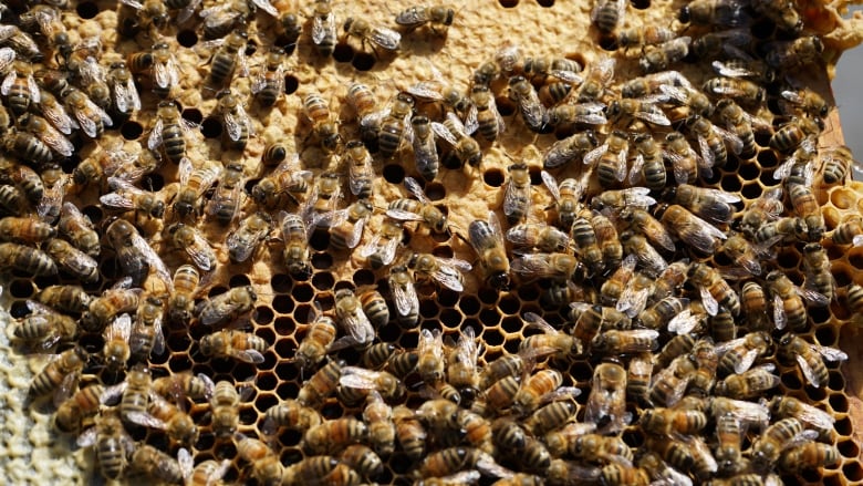 A bunch of healthy bees going around their honey.