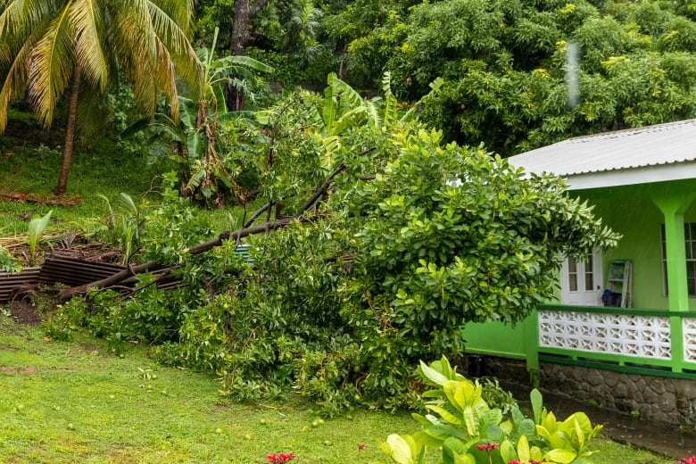 An uprooted tree slumps on the side of a house.