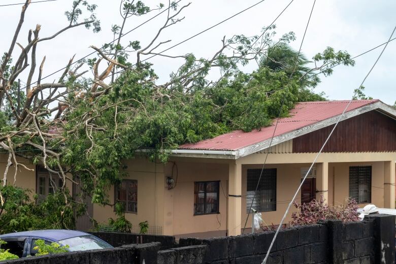 A toppled tree lies on the roof of a house.