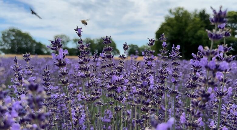 Rows and Rows of lavender plants, all a dark purple colour. A bee buzzes away