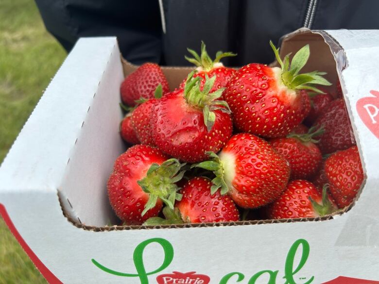 A basket of freshly-picked strawberries is pictured.