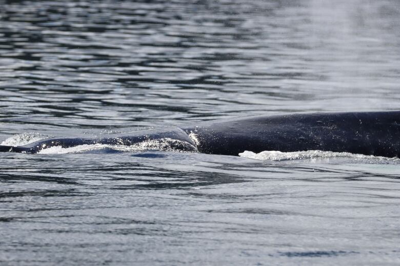 A rope wrapped around the body of an entangled humpback whale.