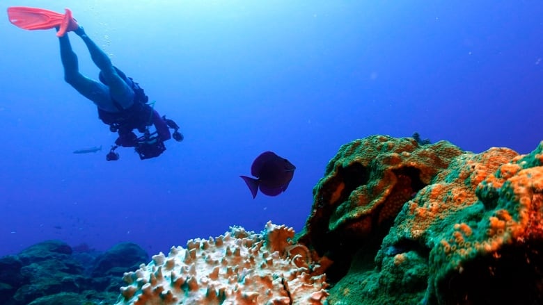 Bleached coral is visible next to healthy coral during a scuba dive 