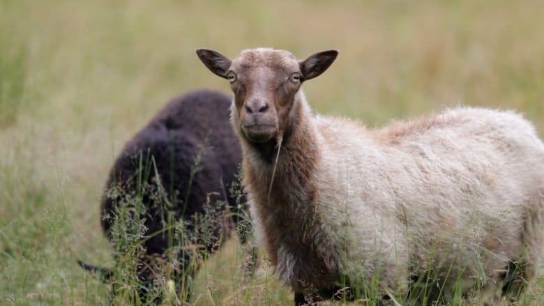 Sheep at Taproot Farms in Nova Scotia. Wool from these sheep will go into making wool pellets at the Taproot Fibre Labs facility nearby