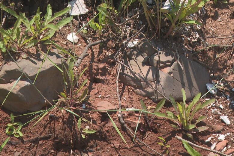 Bits of shell scattered amid rocks, soil, and grass.