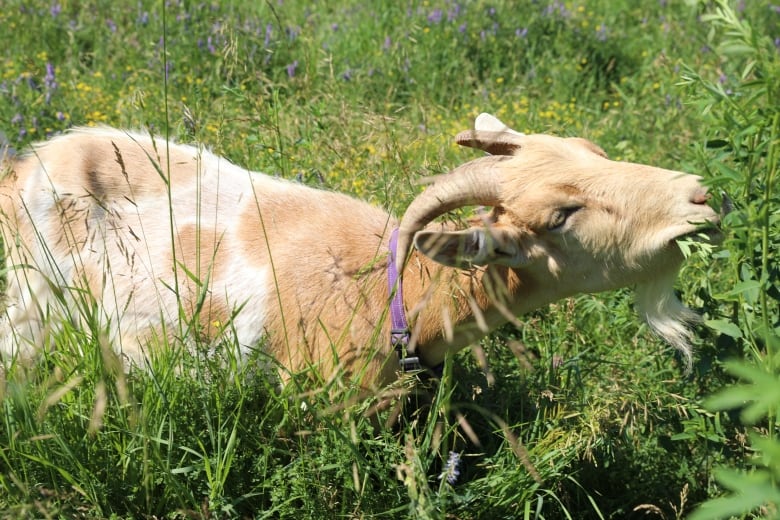 Goat eating plants in tall grass