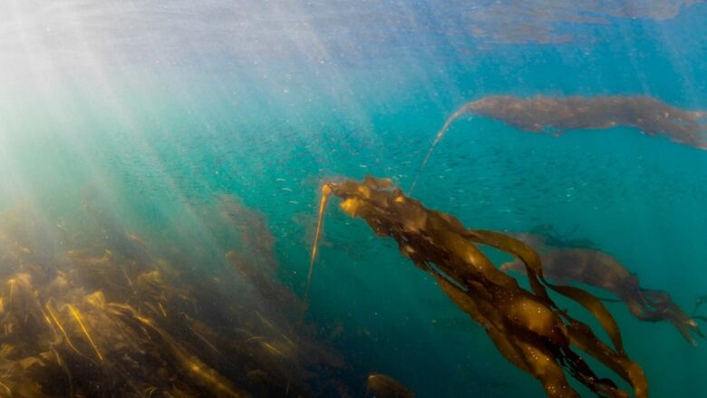 Green kelp is seen floating underwater. 