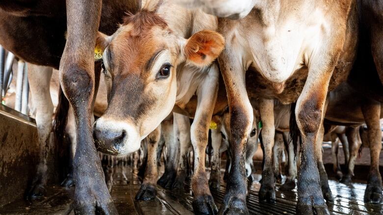 A small, brown jersey cow stands in a stall on a farm.