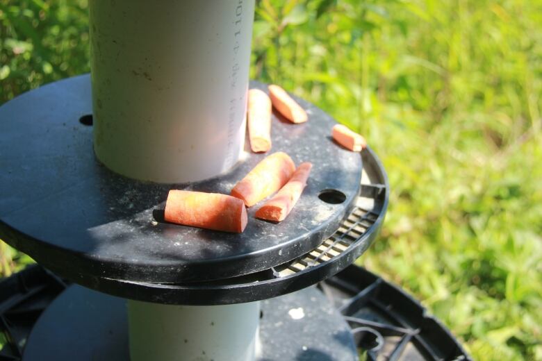 A few carrot sticks on a plastic stand.