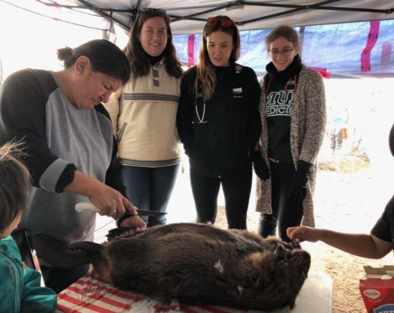 Three women watch while a woman cuts into a large beaver. 