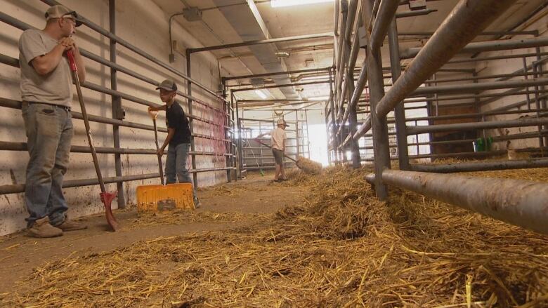 Darren Kress and his kids in a barn shoveling hay.