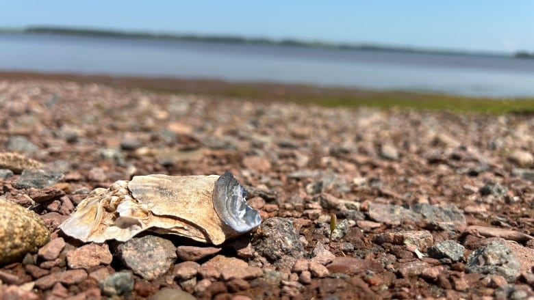 Oyster by the shore.