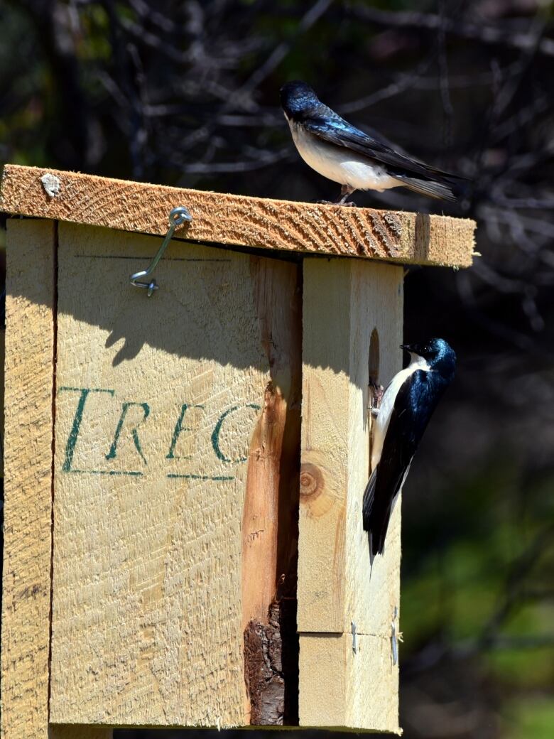 Two blue-ish birds on a wooden box 