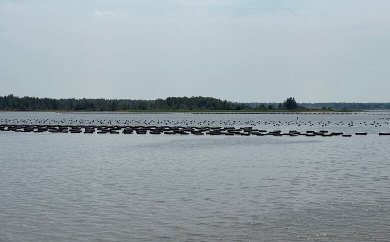 Oyster buoys in water.