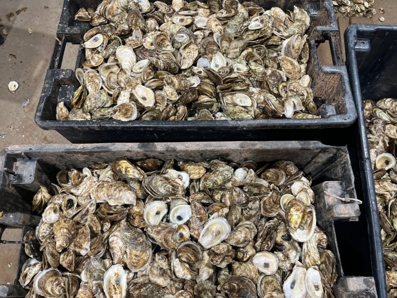 Bucket of dead oysters