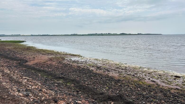 A beach is covered with rocks and seaweed. Beyond it is a body of water with land beyond it. 