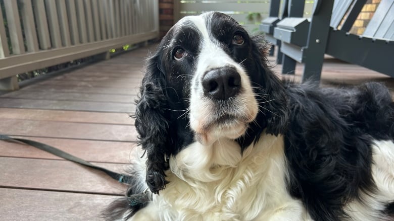 A black and white springer spaniel close up