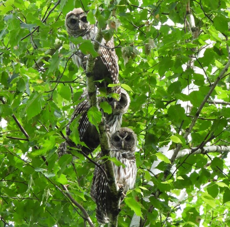 Three brown owls with white spots sit together on a leafy tree.