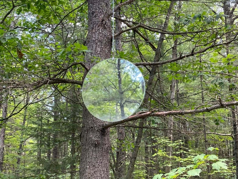 A round mirror hangs in a leafy tree.