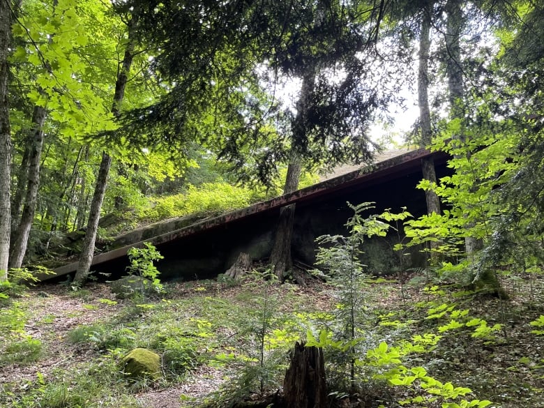 A matte metal ramp of 40 feet is bolted into a large rock in the forest. Trees grow through the plank, so tall that the composition crops out their tops.