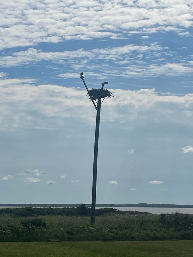 An osprey nest with a camera 