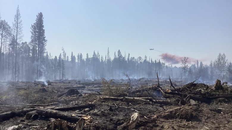 Burned out forest with a plane dropping red substance in the sky. 