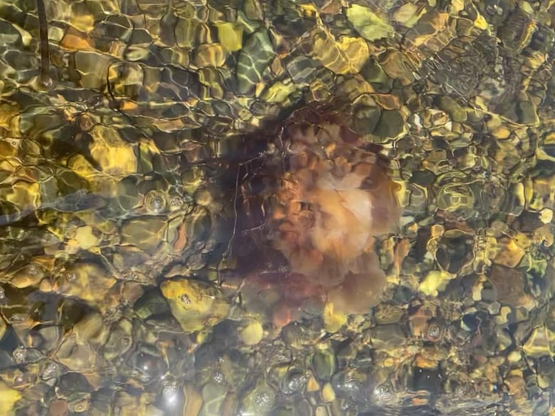 A brown jellyfish floats over pebbles in clear water.