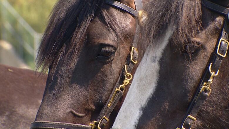 Horses from the Calgary Police Service patrol unit venture into the Bow River to stay cool.