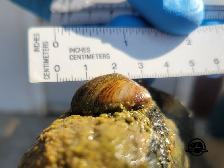 Last week, Parks Canada snorkelers found one adult zebra mussel and a partial shell in the main boat cove in Clear Lake.