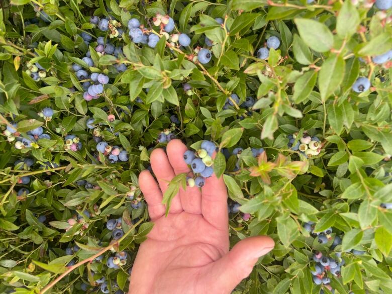 A hand holds some small blueberries that are a mix of ripe and not 