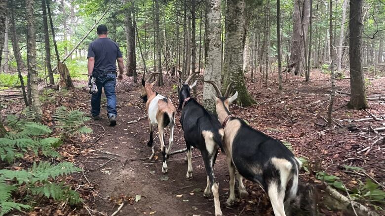 A man leads three alpine goats down a wooded path.